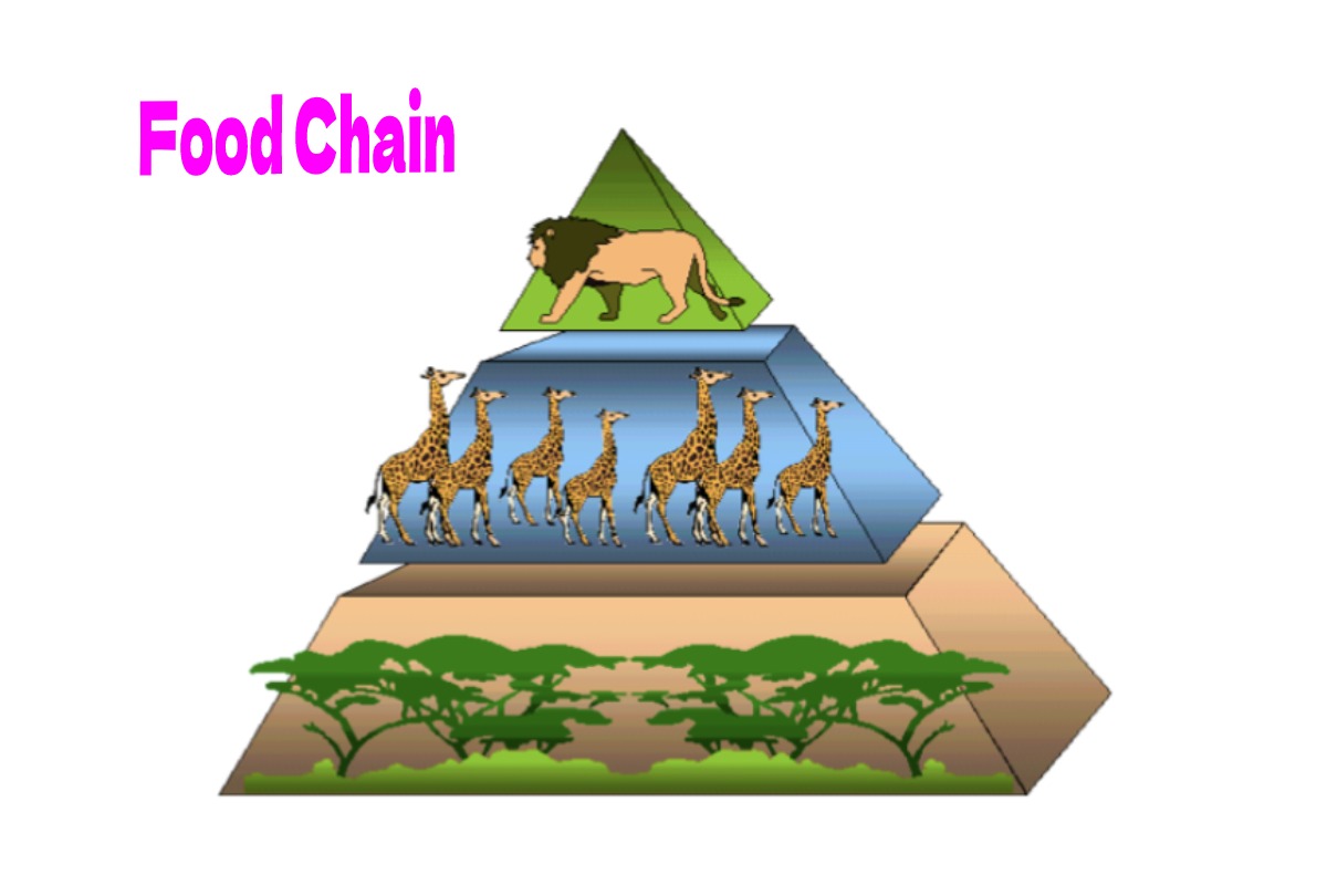 Food Chain Gizmo Answer Key All The Answers You Need